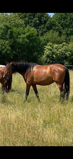 Wundervolle PRE Stute, Kerstin Rehbehn (Pferdemarketing Ost), Horses For Sale, Nienburg, Image 12