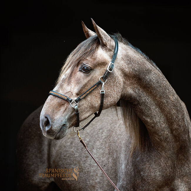Wunderbarer PRE-Wallach zum Selberausbilden, Beate Häckel , Horses For Sale, Lübeck 