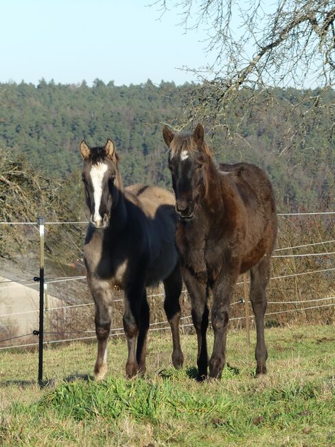 Wundervolle Quarter Horse Stute in Silver Bay, Kerstin Rehbehn (Pferdemarketing Ost), Horses For Sale, Nienburg