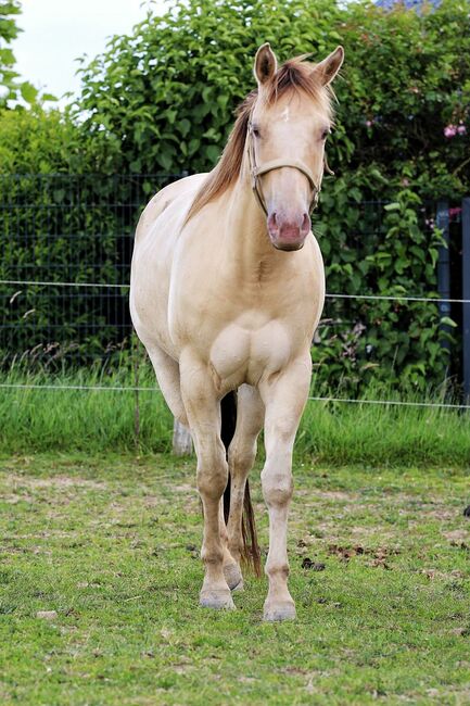 Traumhafte Quarter Horse Stute in Sonderfarbe, Kerstin Rehbehn (Pferdemarketing Ost), Horses For Sale, Nienburg, Image 5