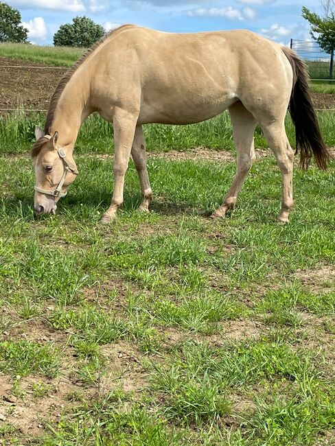 Traumhafte Quarter Horse Stute in Sonderfarbe, Kerstin Rehbehn (Pferdemarketing Ost), Horses For Sale, Nienburg, Image 2