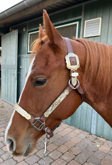 Wundervolle Quarter Horse Stute mit ganz lieben Wesen, Kerstin Rehbehn (Pferdemarketing Ost), Horses For Sale, Nienburg, Image 2