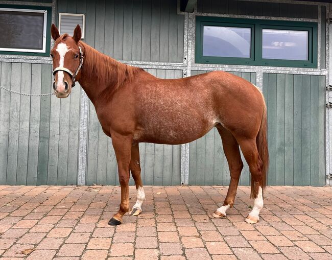 Wundervolle Quarter Horse Stute mit ganz lieben Wesen, Kerstin Rehbehn (Pferdemarketing Ost), Horses For Sale, Nienburg, Image 3