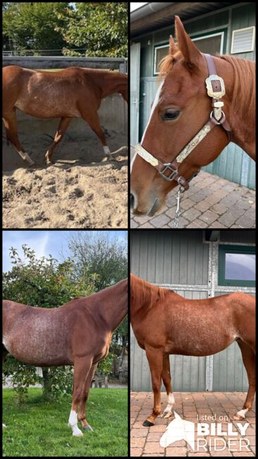 Wundervolle Quarter Horse Stute mit ganz lieben Wesen, Kerstin Rehbehn (Pferdemarketing Ost), Horses For Sale, Nienburg, Image 13
