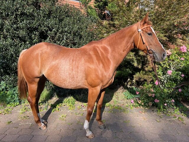 Wundervolle Quarter Horse Stute mit ganz lieben Wesen, Kerstin Rehbehn (Pferdemarketing Ost), Horses For Sale, Nienburg, Image 4