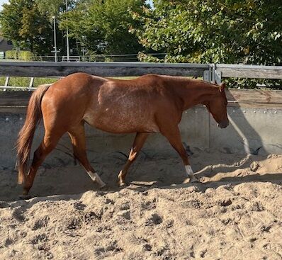 Wundervolle Quarter Horse Stute mit ganz lieben Wesen, Kerstin Rehbehn (Pferdemarketing Ost), Horses For Sale, Nienburg