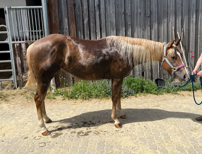 Bildhübsche Quarter Horse Stute mit bester Reining-Abstammung, Kerstin Rehbehn (Pferdemarketing Ost), Horses For Sale, Nienburg