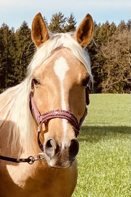 Bildschöne Quarterhorse Stute von Lil Peppy Dun It Right, I.H., Horses For Sale, Eglfing 