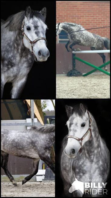 Wundervoller Reitpferde Wallach, Kerstin Rehbehn (Pferdemarketing Ost), Horses For Sale, Nienburg, Image 5