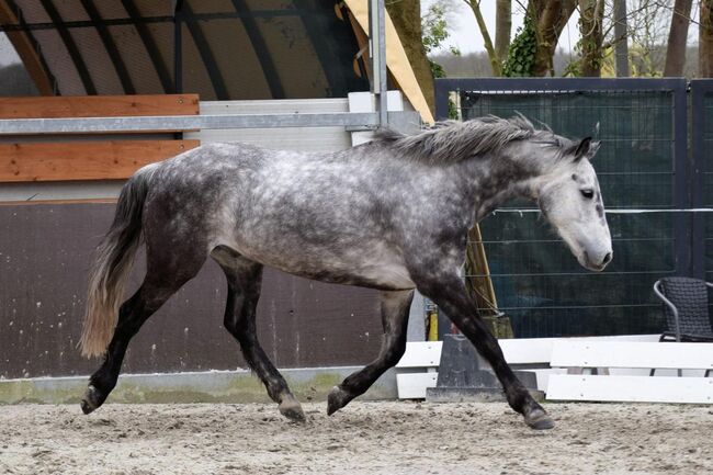 Wundervoller Reitpferde Wallach, Kerstin Rehbehn (Pferdemarketing Ost), Horses For Sale, Nienburg, Image 3