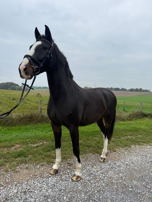 Lieben Wallach abzugeben, Marcel S , Horses For Sale, Mettmann , Image 3