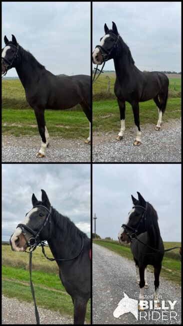 Lieben Wallach abzugeben, Marcel S , Horses For Sale, Mettmann , Image 7