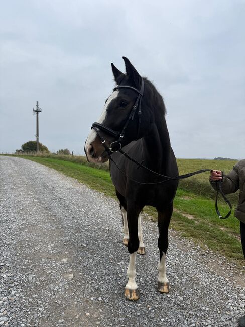 Lieben Wallach abzugeben, Marcel S , Horses For Sale, Mettmann , Image 5