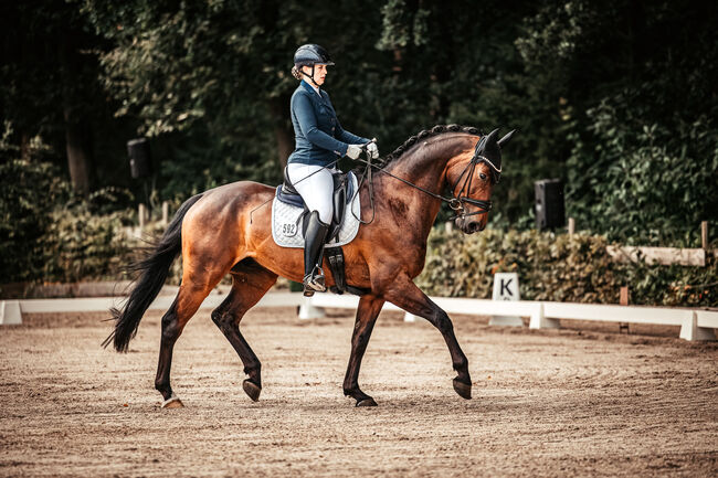 Wunderschöner Wallach zu verkaufen!, Janet Ratz, Horses For Sale, Wedemark