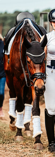 Wunderschöner Wallach zu verkaufen!, Janet Ratz, Horses For Sale, Wedemark, Image 5