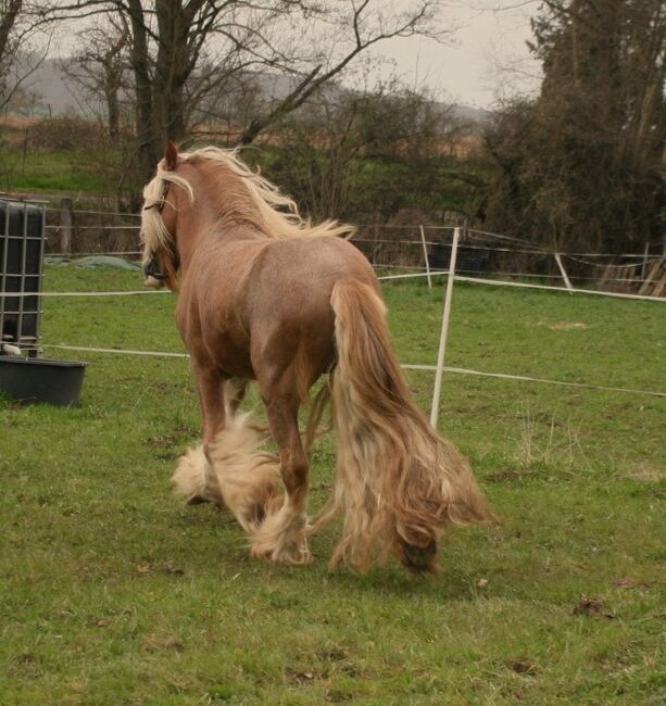 Wunderschöner Tinkerhengst, Tina, Horses For Sale, Calden, Image 4