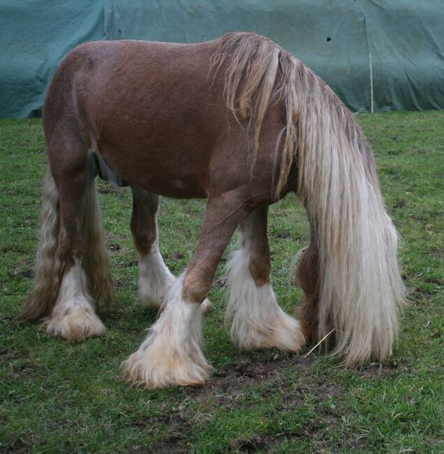 Wunderschöner Tinkerhengst, Tina, Horses For Sale, Calden