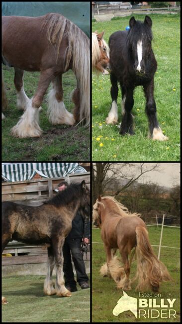 Wunderschöner Tinkerhengst, Tina, Horses For Sale, Calden, Image 10