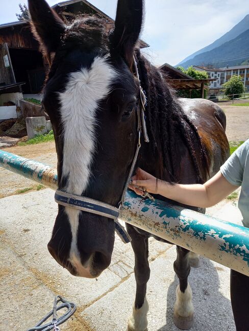 Liebenswerter Tinker Wallach, Gaby, Horses For Sale, Telfs , Image 3