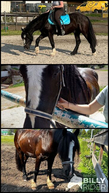 Liebenswerter Tinker Wallach, Gaby, Horses For Sale, Telfs , Image 4