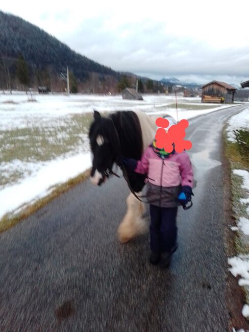 Wunder schöner Tinker Wallach sucht neues Zuhause, Maier Elisabeth, Horses For Sale, Mittenwald, Image 5