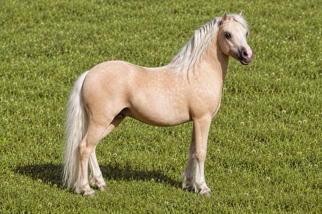 Wunderschöner Welsh Pony Wallach - 9 Jährig, Fam. M., Horses For Sale, Solothurn