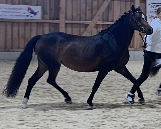Prämienstute, Busterhojer, Pferd kaufen, Neureichenau