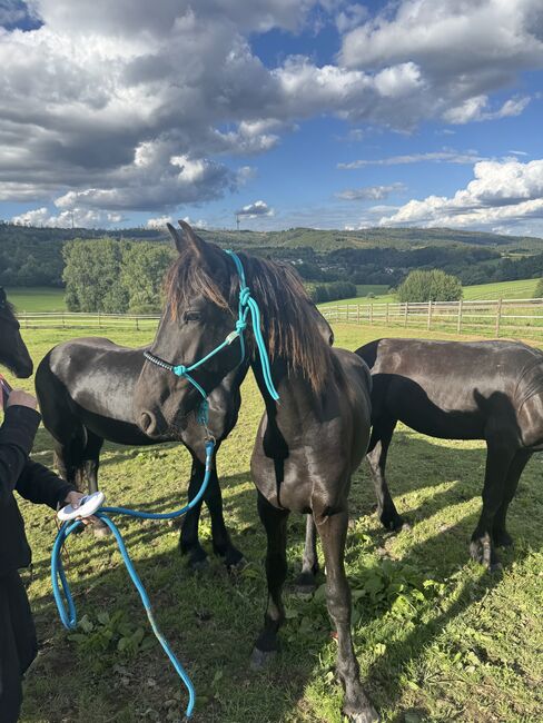 Prämierter Jährling Hengst KFPS, Susan Schächtele, Pferd kaufen, Alzenau