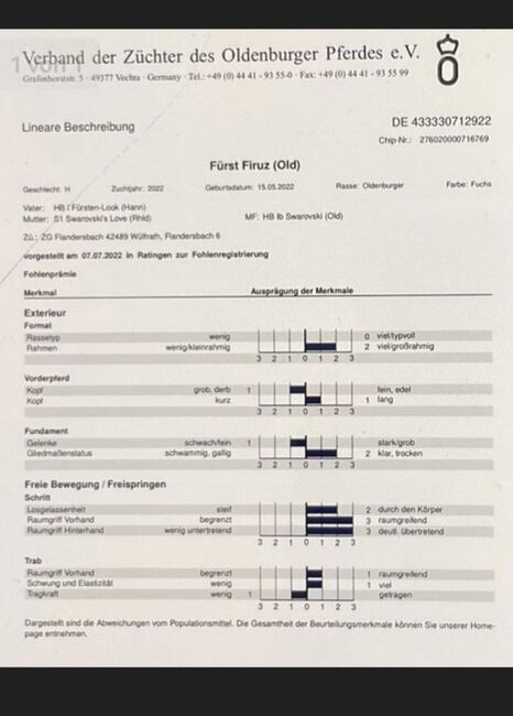 Prämiertes Hengstfohlen von Fürsten Look, N.Ates, Pferd kaufen, Velbert, Abbildung 5