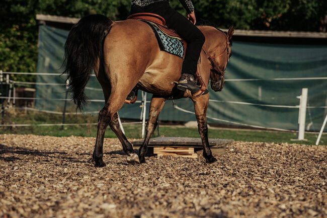 Praktikumsstelle im Pferdesektor, Erlangen-Höchsatdt, Strong Together Horsetraining UG, Verena + Janina, Job Offers, Ailersbach, Image 3