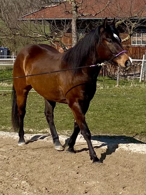 Eyecatcher! Bildschöner Quarterhorse Wallach, I.H., Konie na sprzedaż, Eglfing 