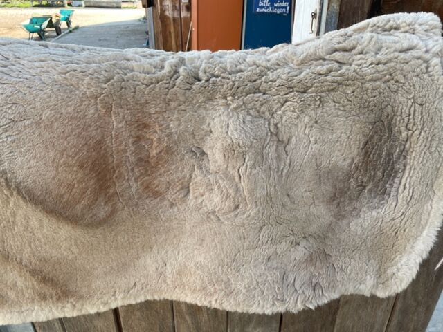 Fast neu: Mattes Lammfell Westernpad M mit Correction System und Mattes Gurt M, Mattes Lammfell Westernpad mit Correction System + Lammfell Gurt anatomisch M, Kerstin, Westernowo podkładki pod siodło, Eckersdorf, Image 4