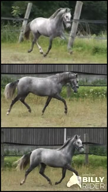 Pre 3 Jahre, Anja, Horses For Sale, Sottrum , Image 4