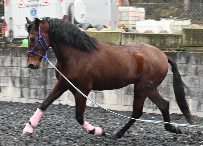 PRE 5j. 174cm gross, Manuela KUBNY , Horses For Sale, Küßnach , Image 18