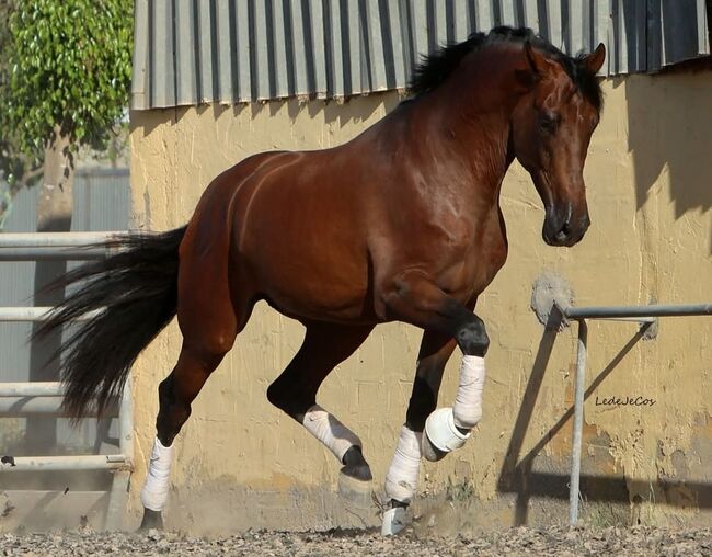 PRE 5j. 174cm gross, Manuela KUBNY , Horses For Sale, Küßnach , Image 19