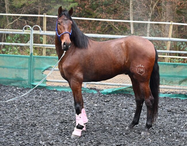 PRE 5j. 174cm gross, Manuela KUBNY , Horses For Sale, Küßnach , Image 9