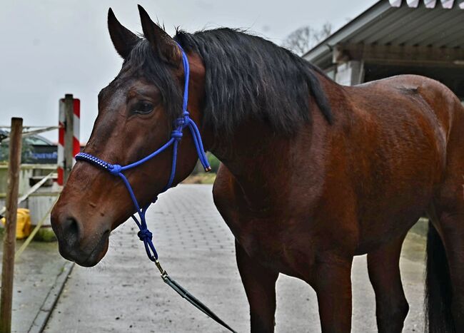 PRE 5j. 174cm gross, Manuela KUBNY , Horses For Sale, Küßnach , Image 10