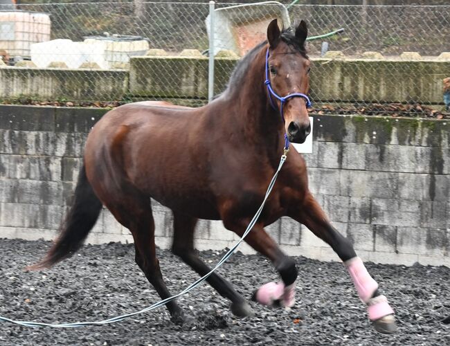 PRE 5j. 174cm gross, Manuela KUBNY , Horses For Sale, Küßnach , Image 16