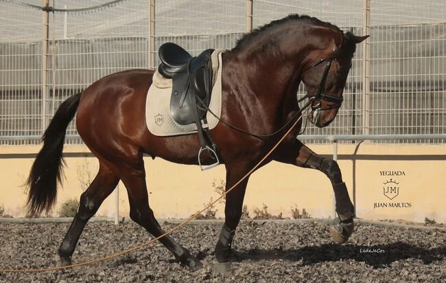 PRE 5j. 174cm gross, Manuela KUBNY , Horses For Sale, Küßnach , Image 21