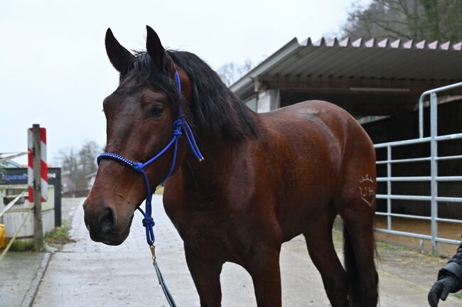 PRE 5j. 174cm gross, Manuela KUBNY , Horses For Sale, Küßnach , Image 11