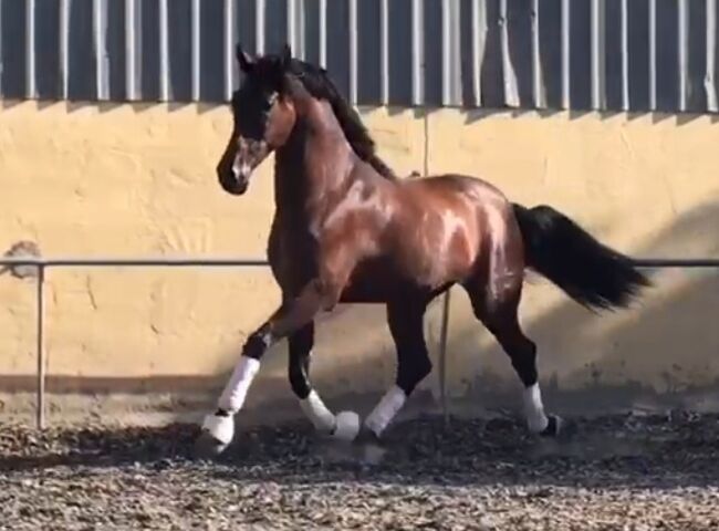 PRE 5j. 174cm gross, Manuela KUBNY , Horses For Sale, Küßnach , Image 25