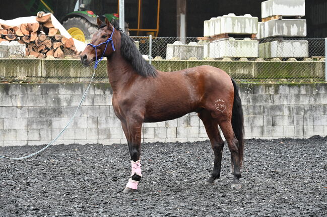 PRE 5j. 174cm gross, Manuela KUBNY , Horses For Sale, Küßnach , Image 17