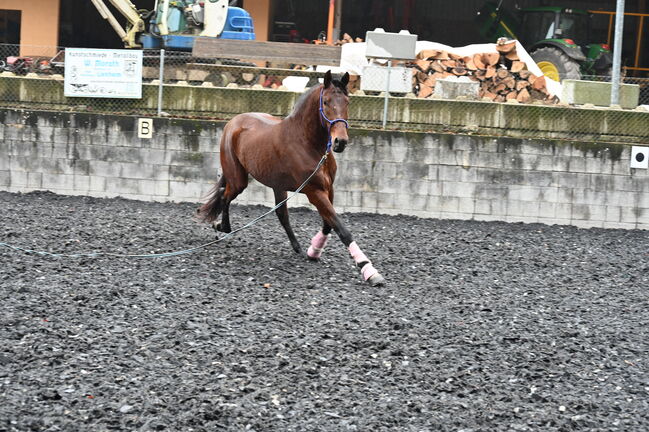 PRE 5j. 174cm gross, Manuela KUBNY , Horses For Sale, Küßnach , Image 15