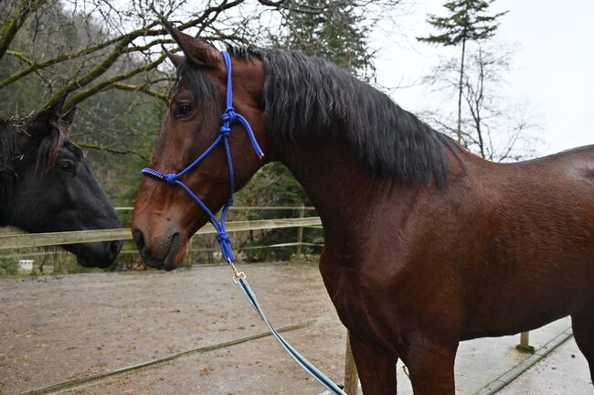 PRE 5j. 174cm gross, Manuela KUBNY , Horses For Sale, Küßnach , Image 12