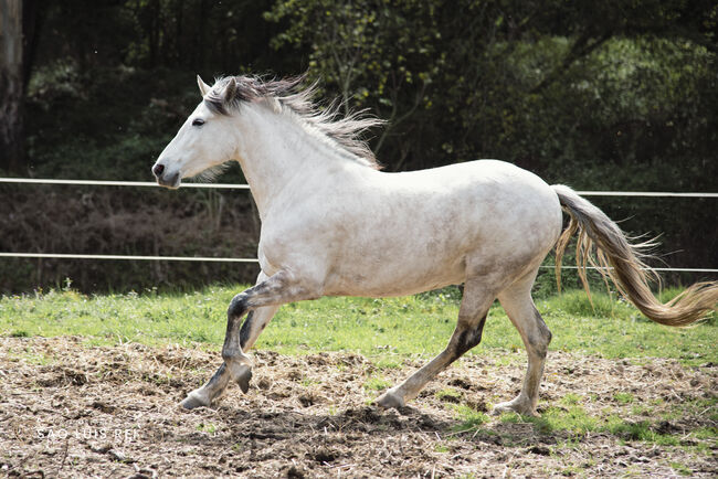 PRE (Andalusier) Stute schwanger, Roberto Serna Vivenzi, Horses For Sale, Guimarães, Image 5