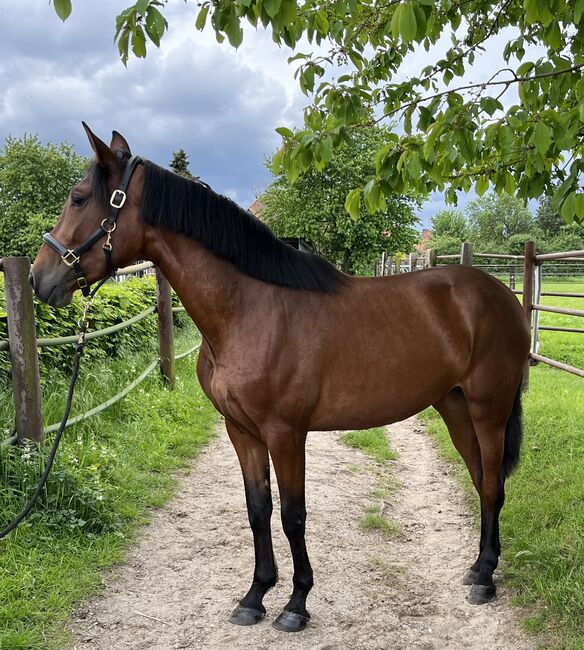 PRE Andalusier Stute Nachwuchspferd, Koko, Horses For Sale, Mönchengladbach, Image 8