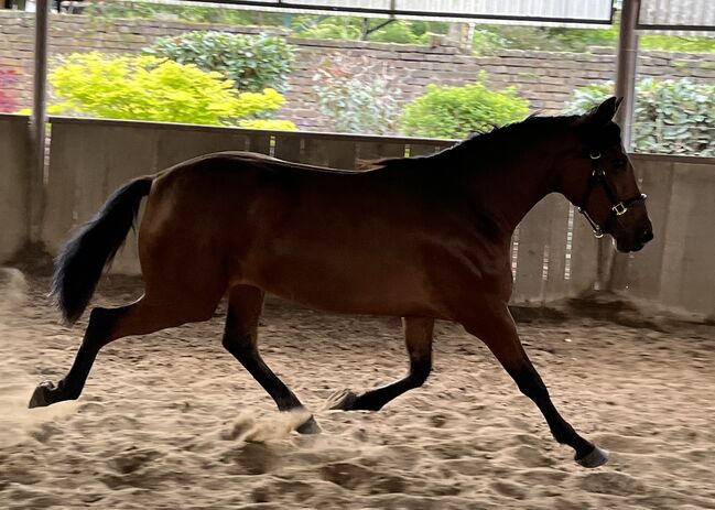 PRE Andalusier Stute Nachwuchspferd, Koko, Horses For Sale, Mönchengladbach, Image 9