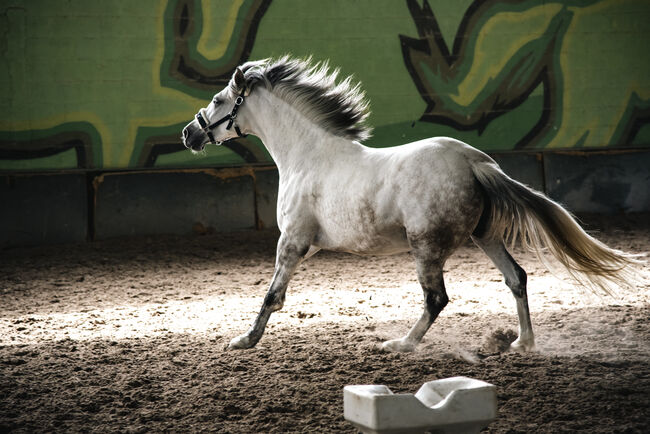 PRE (Andalusier) Stute schwanger, Roberto Serna Vivenzi, Pferd kaufen, Guimarães, Abbildung 2