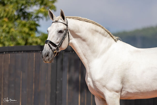 PRE (Andalusier) breeding "Starter Kit" (1 Hengst, 2 Stuten 1 Fohlen), Roberto Serna Vivenzi, Pferd kaufen, Guimarães