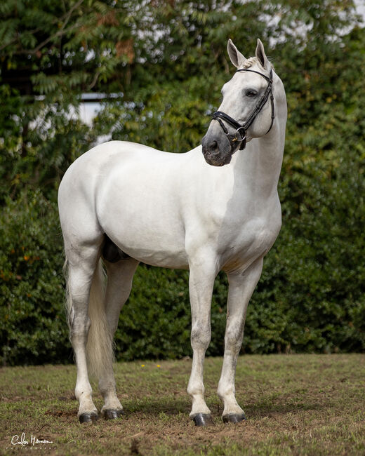 PRE (Andalusier) breeding "Starter Kit" (1 Hengst, 2 Stuten 1 Fohlen), Roberto Serna Vivenzi, Pferd kaufen, Guimarães, Abbildung 4